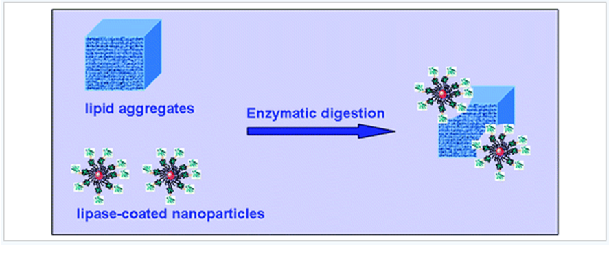 Enzymatic Activity of Lipase-Nanoparticle Conjugates